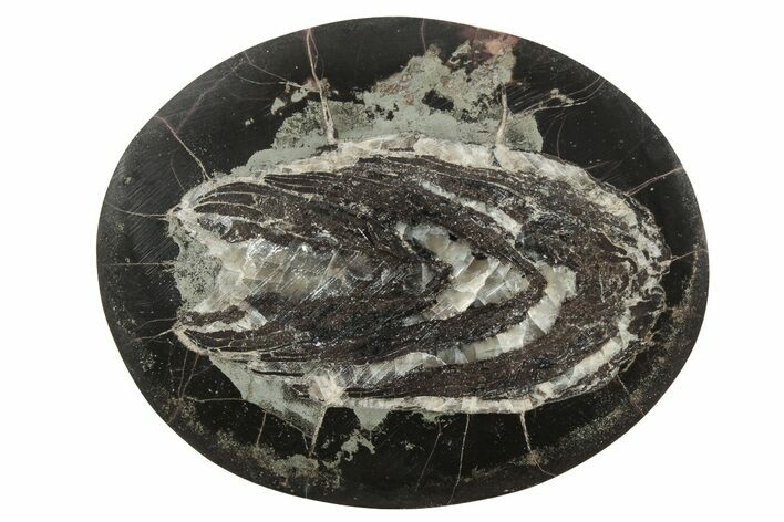 Polished Fish Coprolite (Fossil Poo) Nodule Half - Scotland #242042